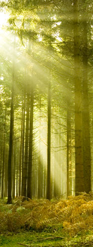 sun shining through trees in the forest